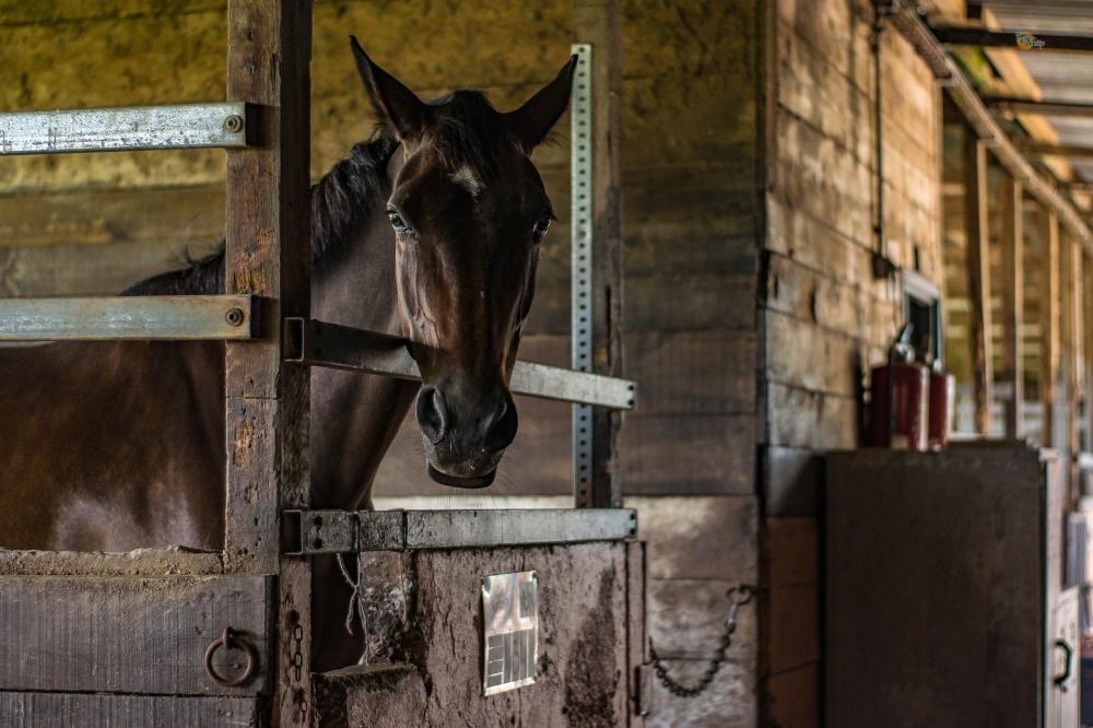 Cheval-marron-box