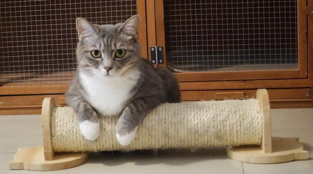 Chat-griffoir