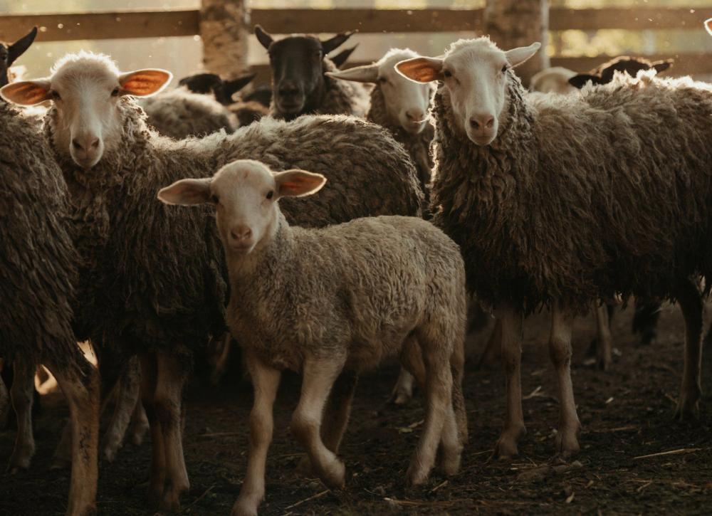 moutons-troupeau-enclos