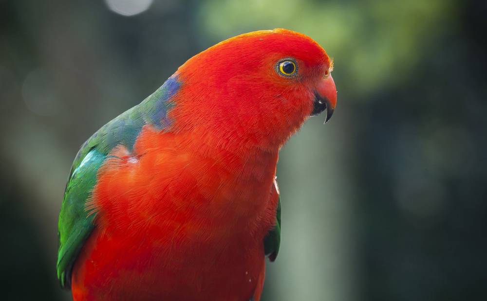 Oiseau-rouge